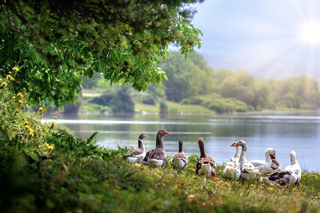 Camping am See