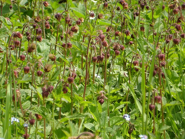 Waldcamping Hesedorf in Gyhum