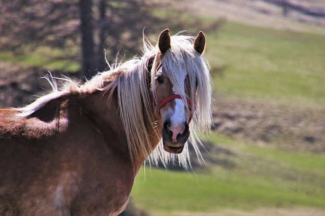 Natur-Camping Ebentaler Hof Ponyland in Rüdesheim am Rhein